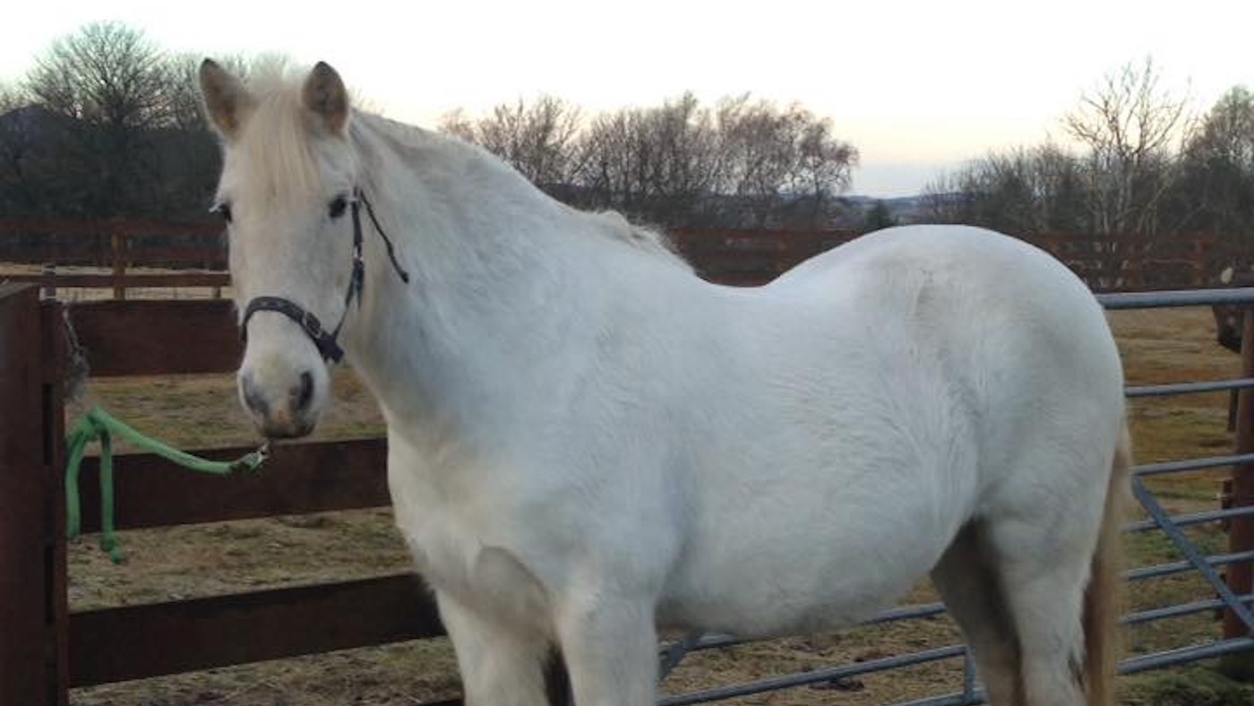 Willie-RDA.jpg