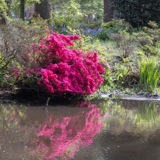 Their ease of care and beauty makes azalea bushes one of the most popular flowering shrubs in the landscape. In fact, nothing is more beautiful than a growing azalea shrub in spring bloom. here with reflections on a lake