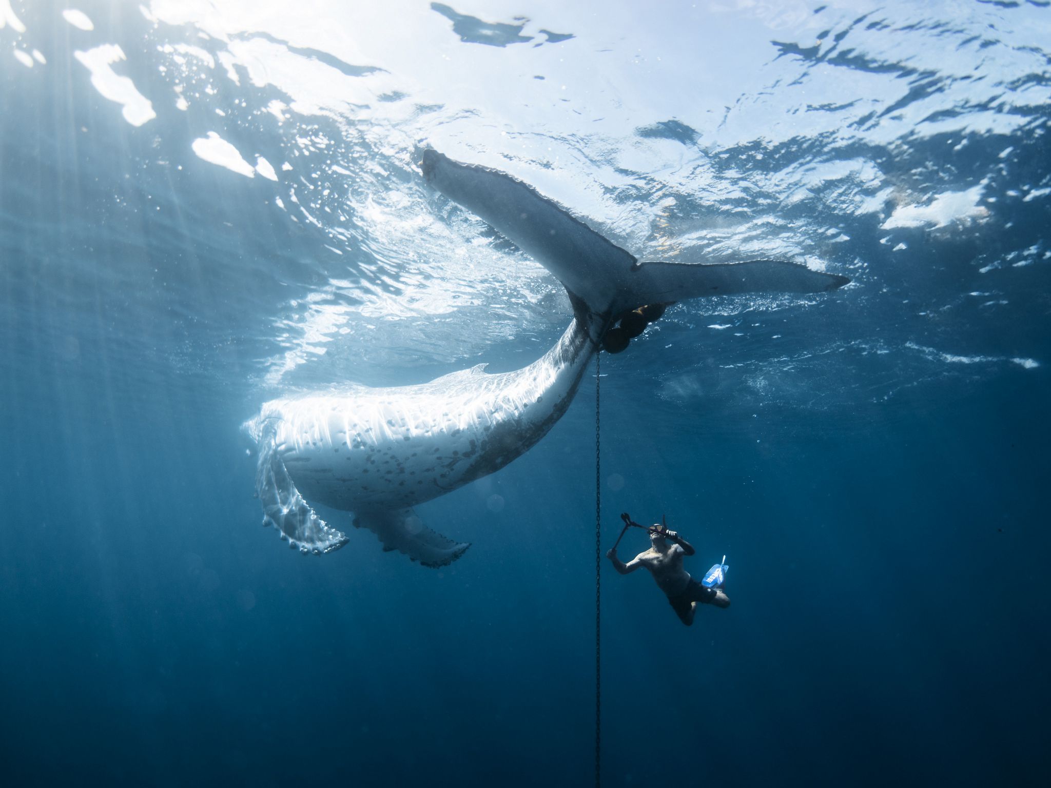 A diver interacts with a humpback whale underwater, capturing a unique moment in the ocean&#039;s vibrant, blue depths