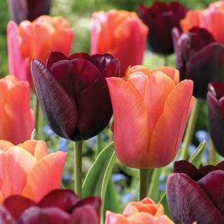 Maroon and Orange Tulip Mix 