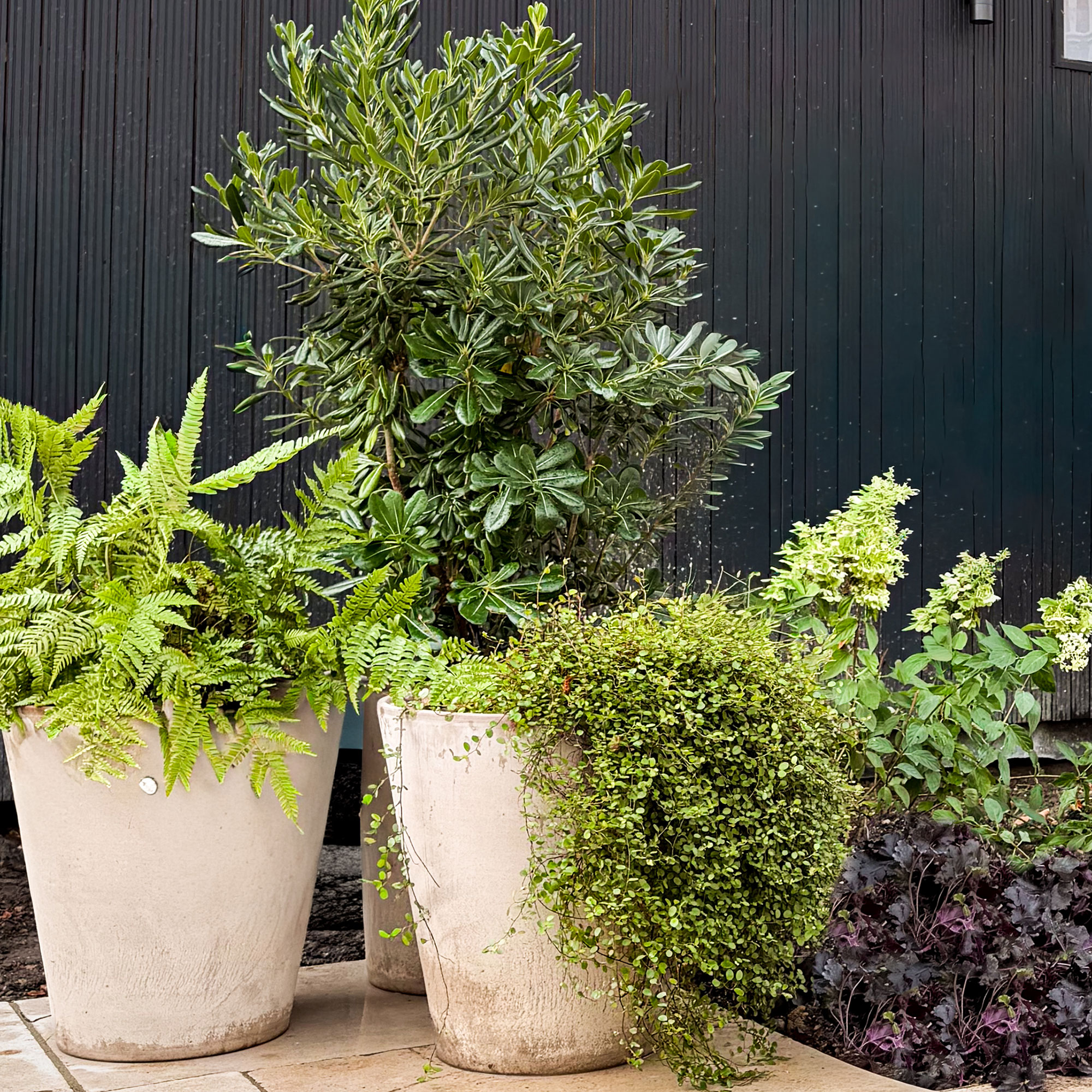 Three potted plants in patio area