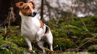 Jack Russell Terrier