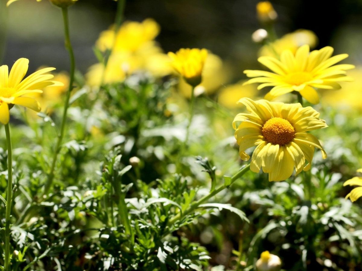 Euryops Daisy Bush Information On Growing Bush Daisies Gardening