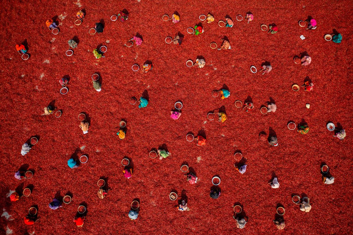Thousands of bright red chilli peppers are harvested in the hot sun before being sorted ready to be delivered to spice companies in the Sariakandi, Bogura, Bangladesh.