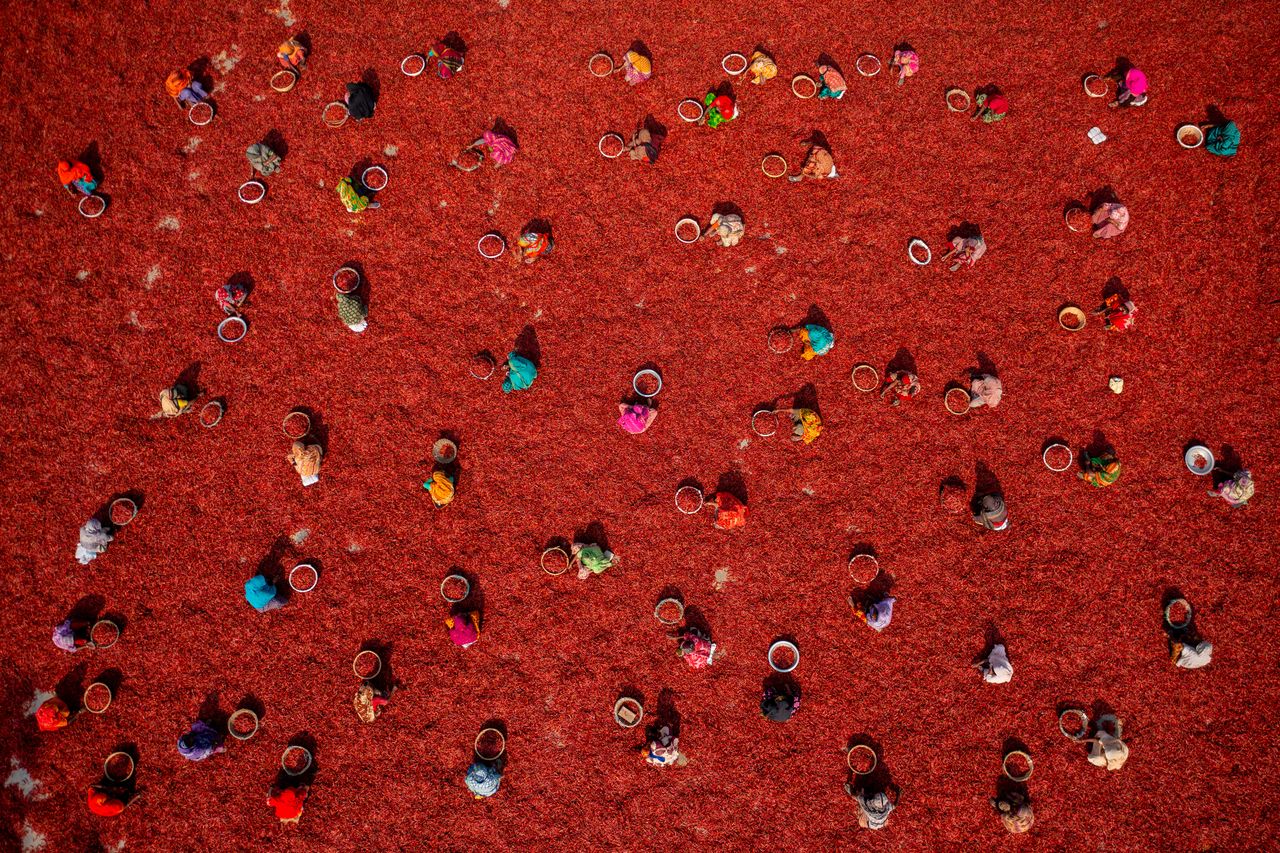 Thousands of bright red chilli peppers are harvested in the hot sun before being sorted ready to be delivered to spice companies in the Sariakandi, Bogura, Bangladesh.