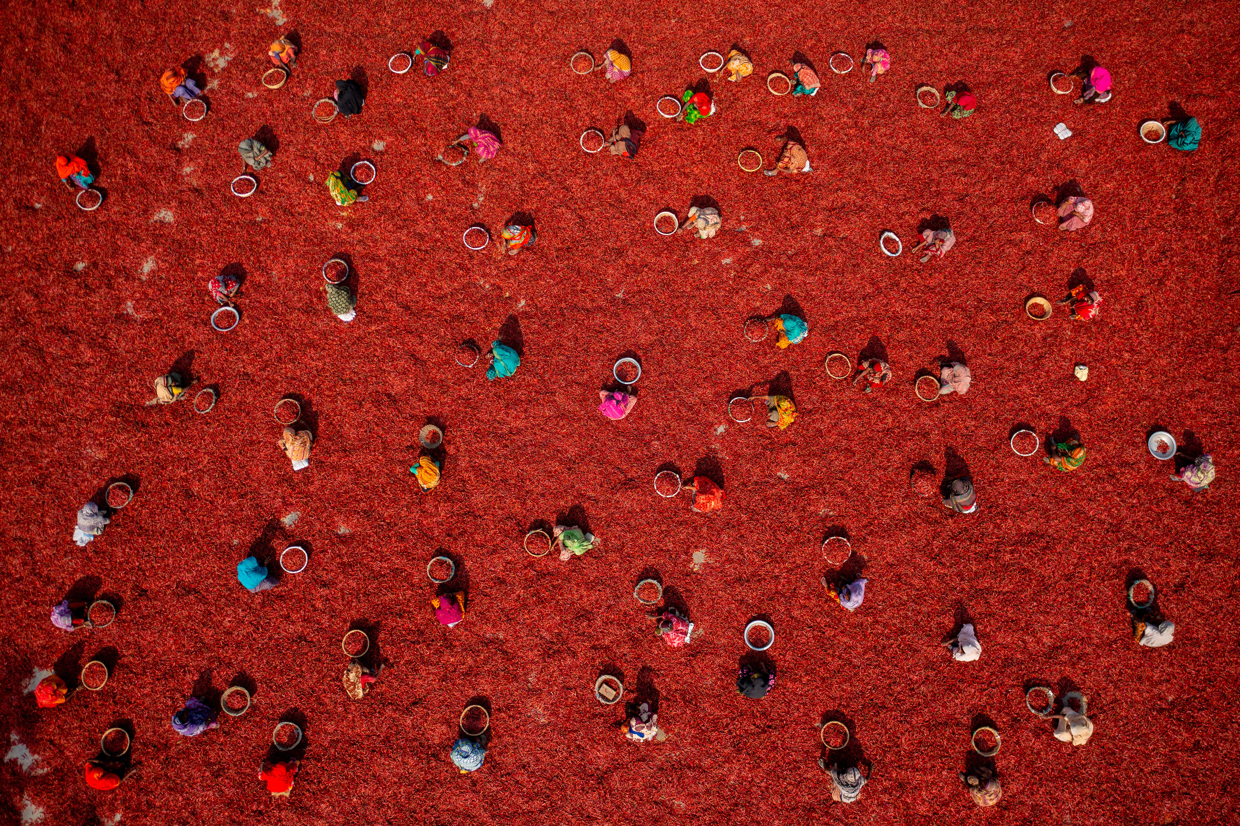 Thousands of bright red chilli peppers are harvested in the hot sun before being sorted ready to be delivered to spice companies in the Sariakandi, Bogura, Bangladesh.