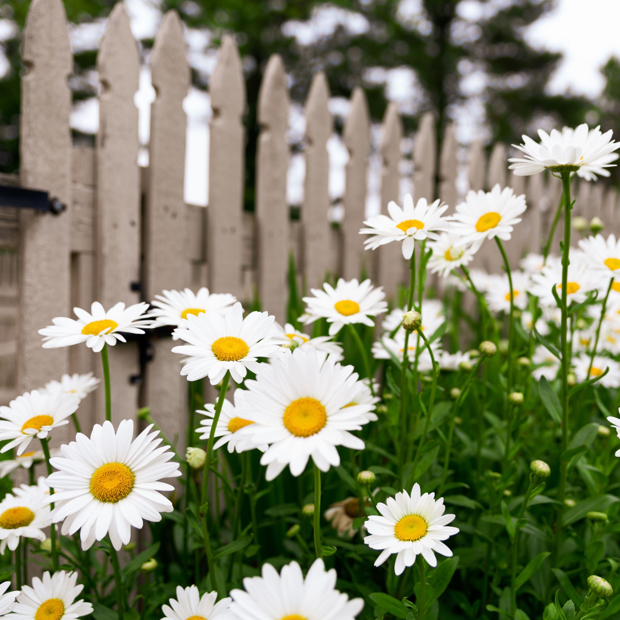 shasta daisies