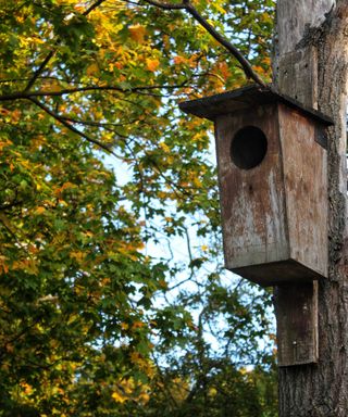 owl nesting box in tree