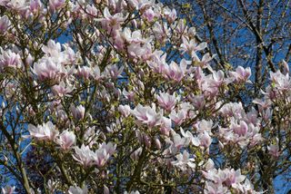 Chinese magnolia, Magnolia x soulangeana, tree in full blossom in spring, Berkshire, April