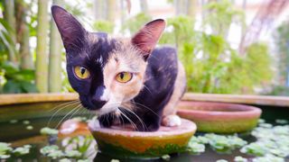 Chimera cat sat on a disc in a pond in the garden
