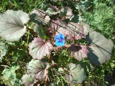 Plants With A Single Blue Flower