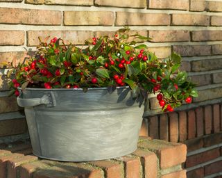 gaultheria procumbens in a galvanised metal trough