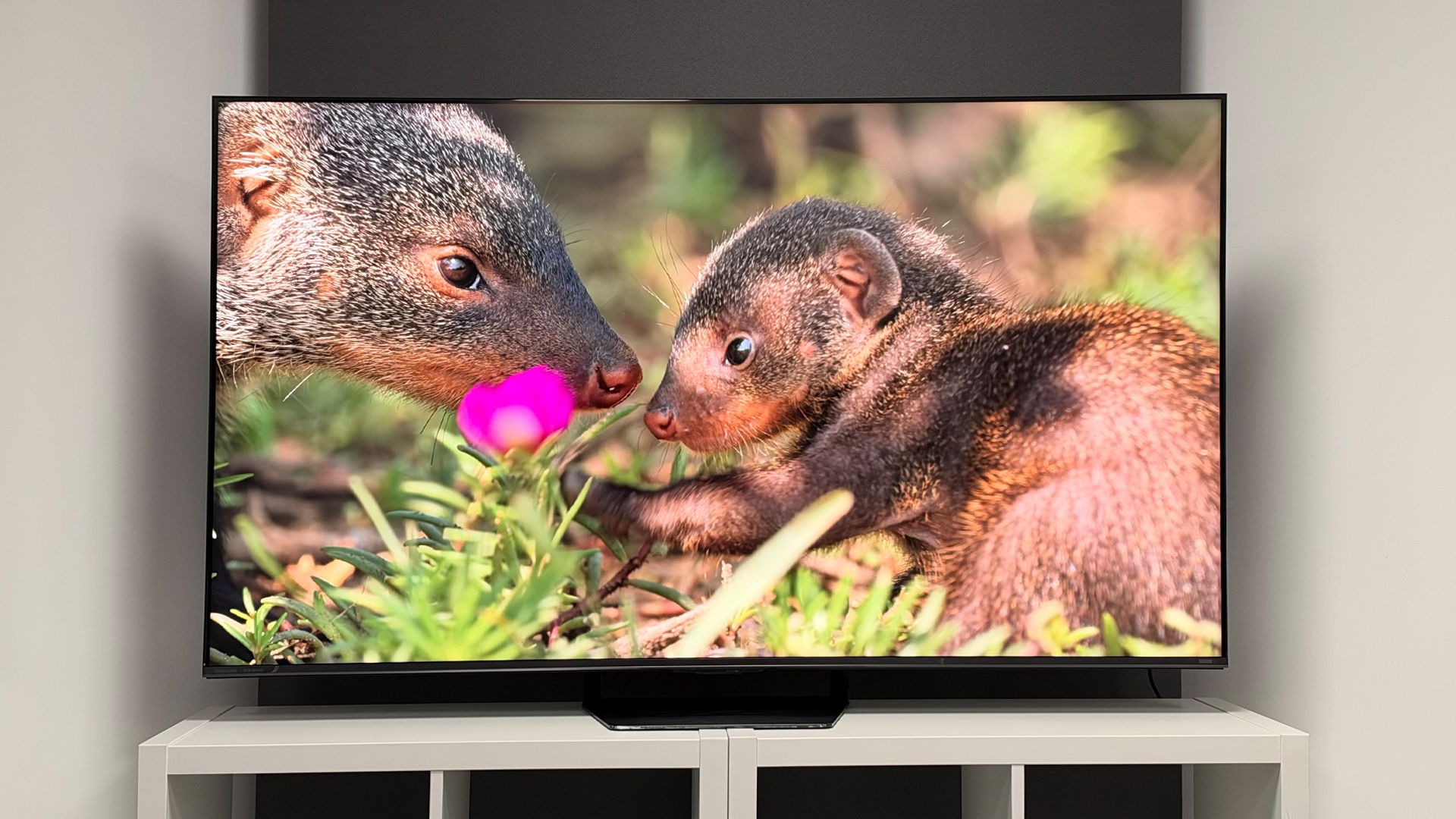 Hisense UR8 RGB Mini LED TV, on screen are animals
