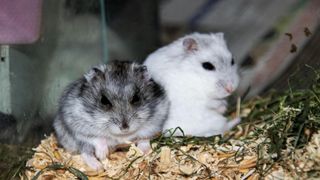 Two hamsters in a cage