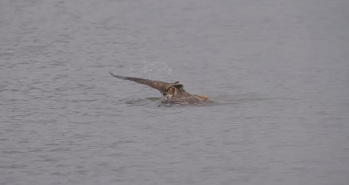 Great horned owl swimming