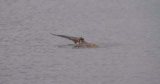 Great horned owl swimming in the water.