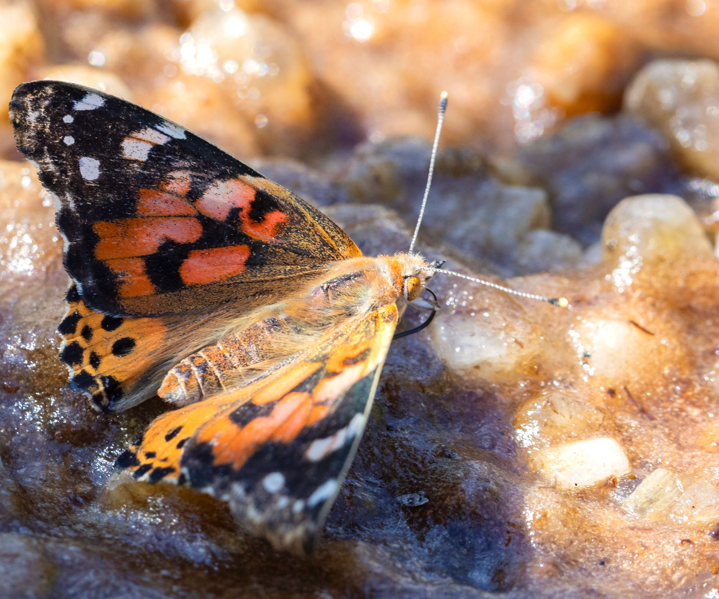 painted lady butterfly puddling in moist sandy soil