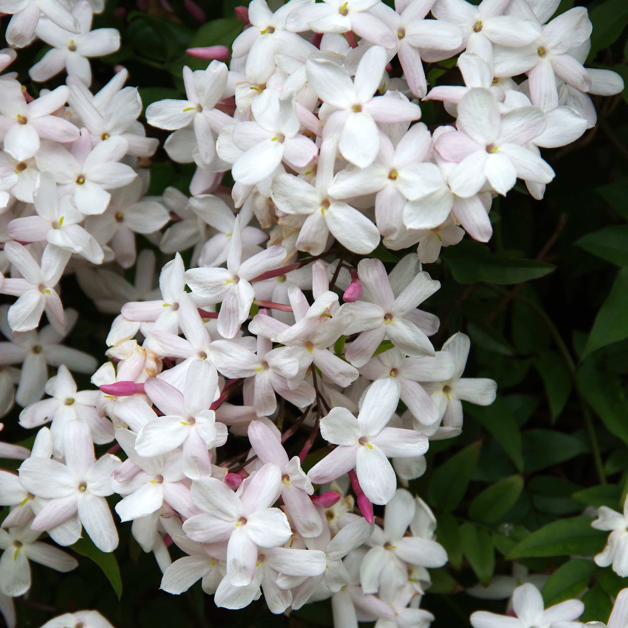 Flowering common jasmine