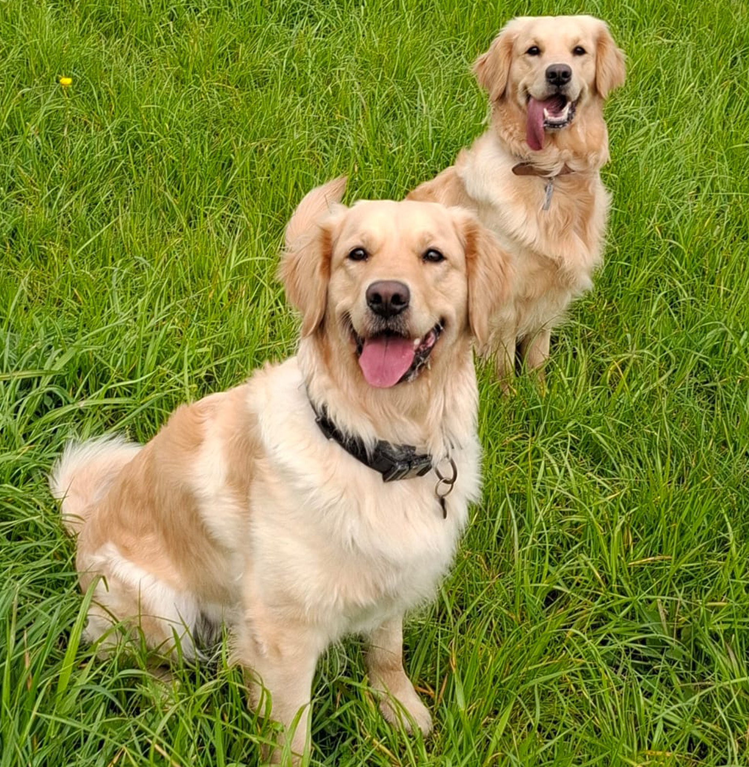 Lowen and Indy posing in grass