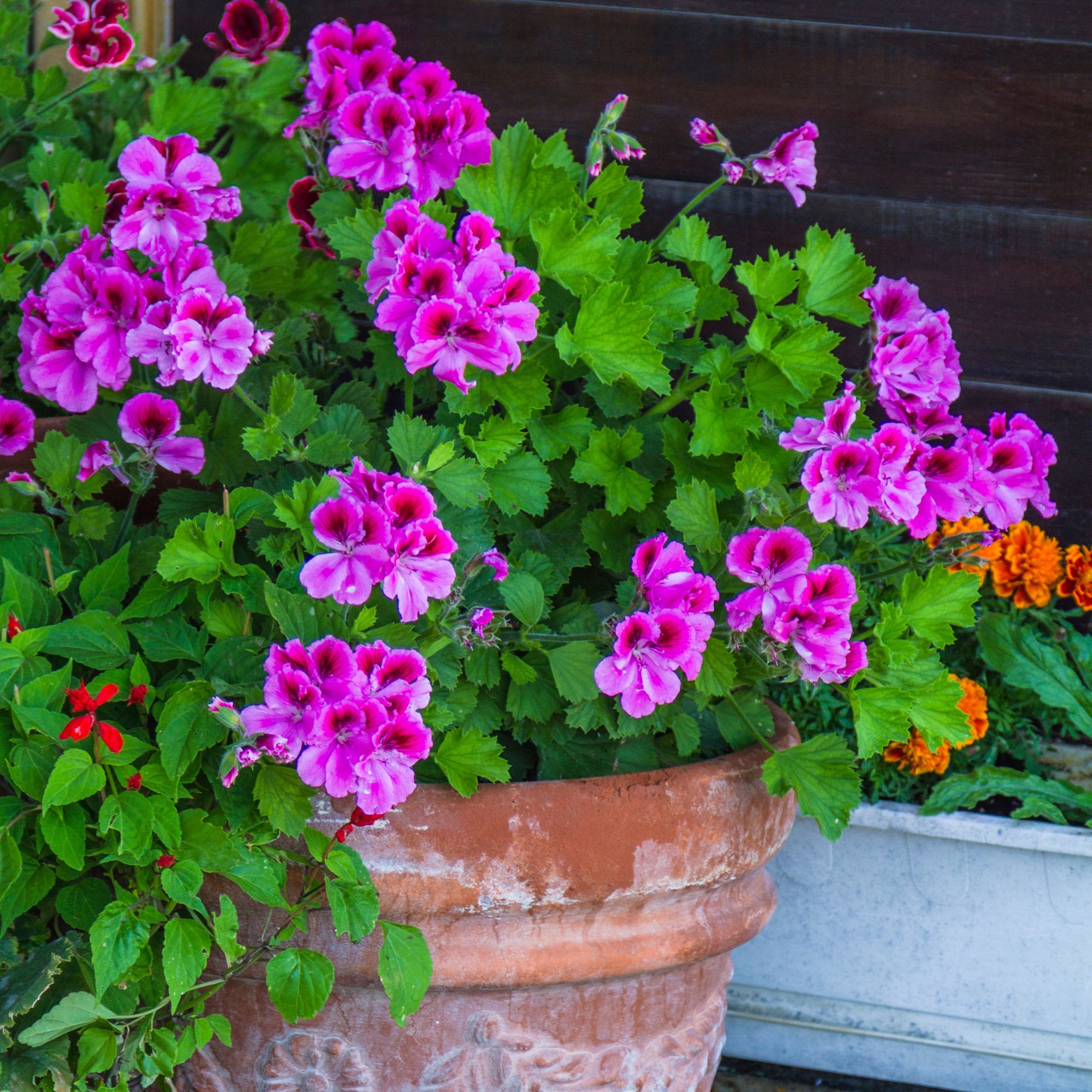 pink geraniums in terracotta pot