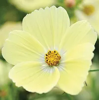 Cosmos 'Lemonade' at Thompson &amp; Morgan
