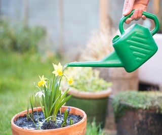 Watering a pot of daffodils