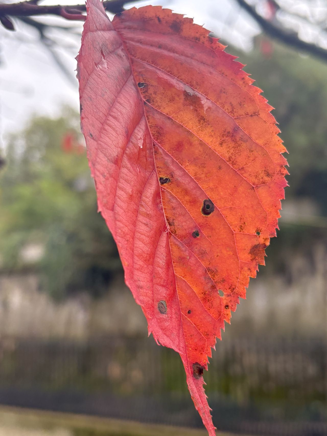 iPhone 16 test shot