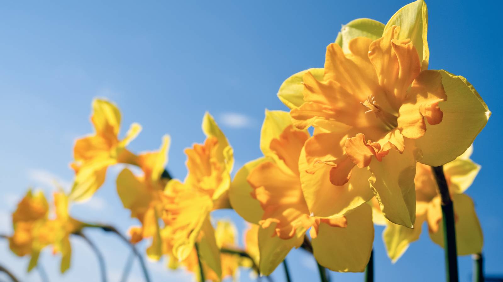 Yellow daffodils against a blue sky