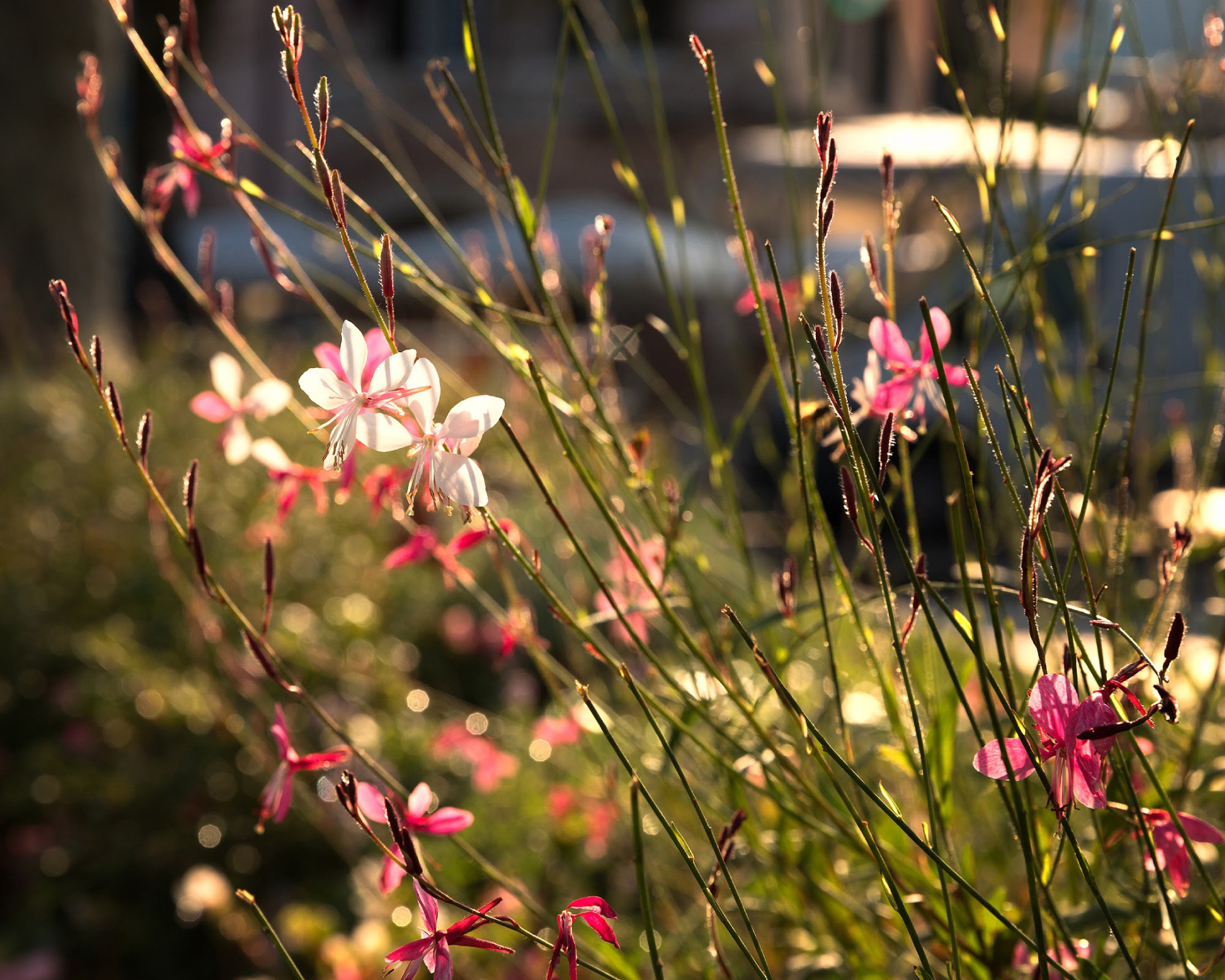 pink and white flowers of gaura growing in a sunny garden