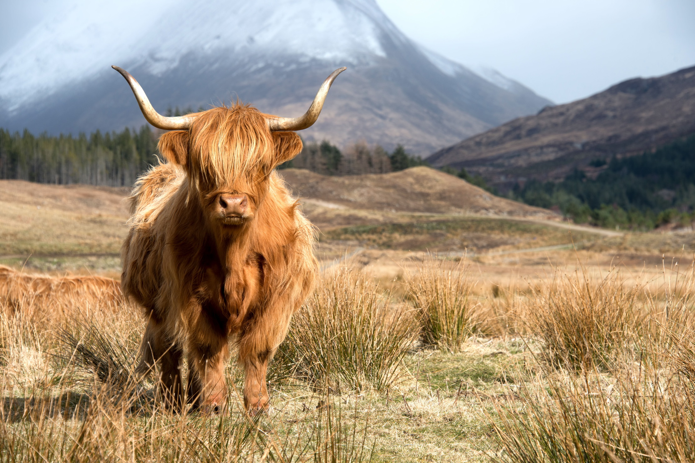 A highland cow standing in the highlands looking very scottish