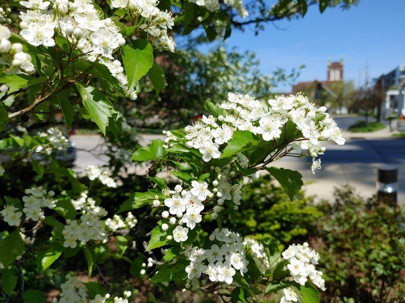 LG V60 photo sample