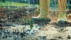 rainy and wet garden