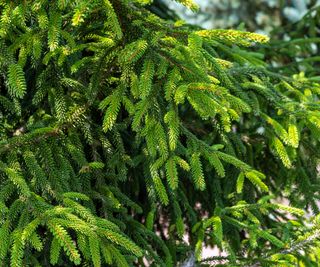 Oriental spruce with bright green needles