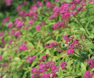 Pink flowers on spiraea with green foliage