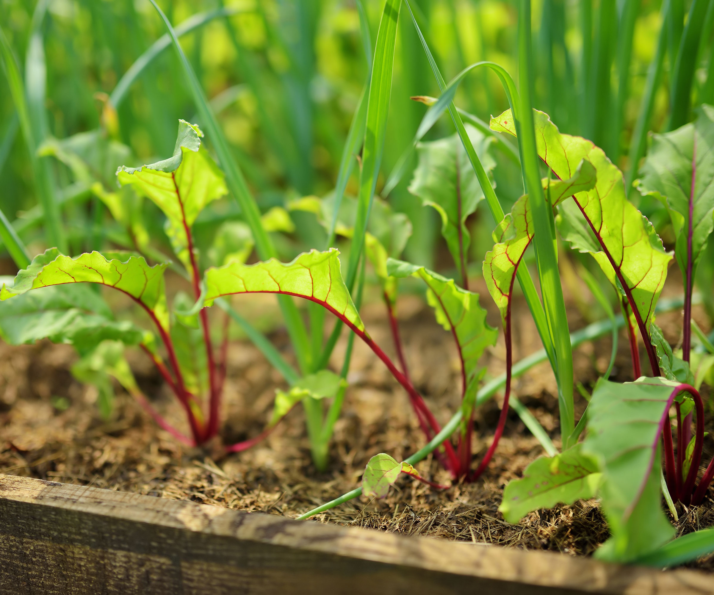 beetroot plants growing in raised bed