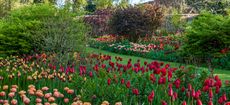 Pashley Manor Tulip Festival - John Glover / Alamy Stock Photo