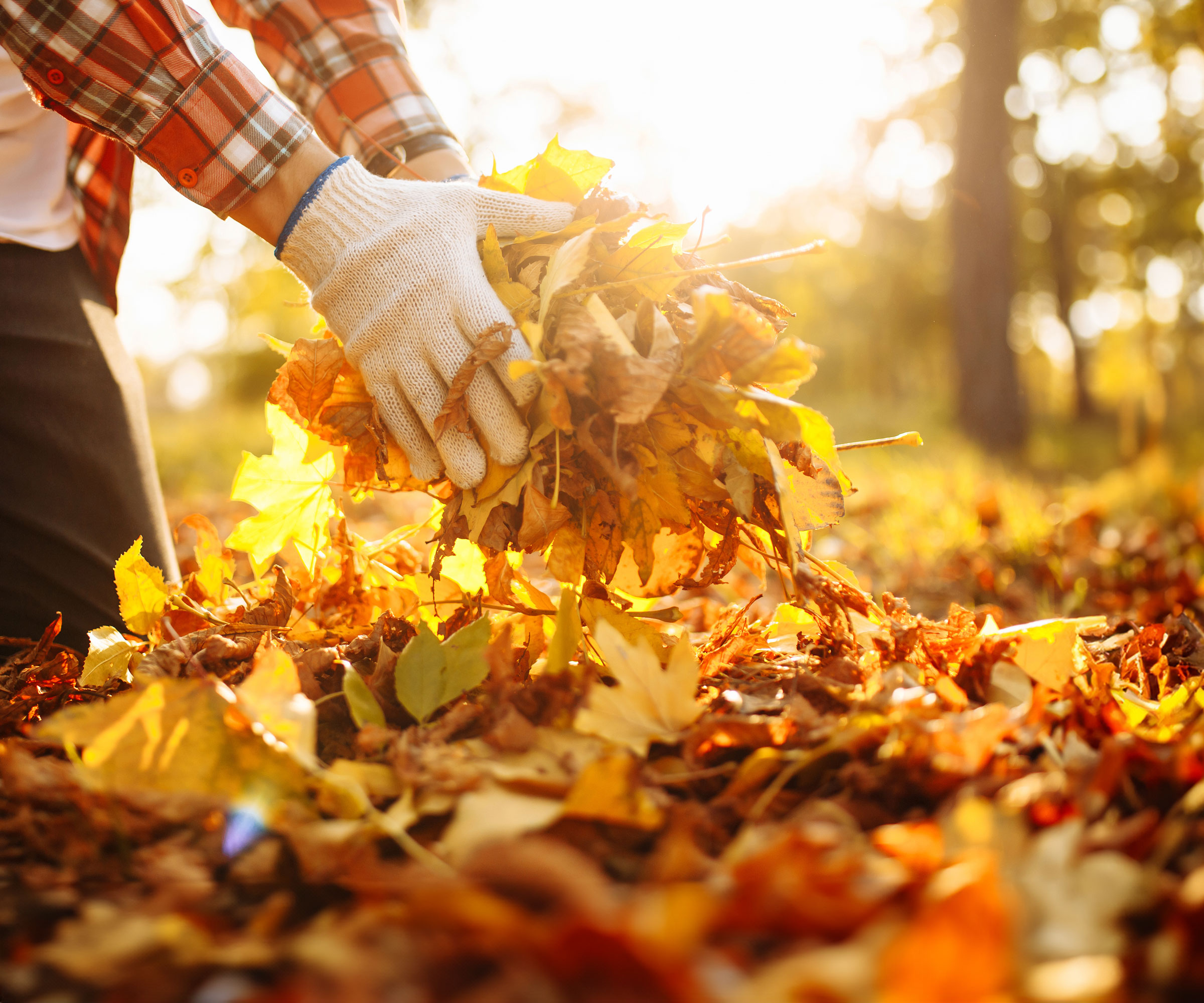 lifting piles of fall leaves in garden