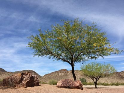 Trees Growing In The Desert