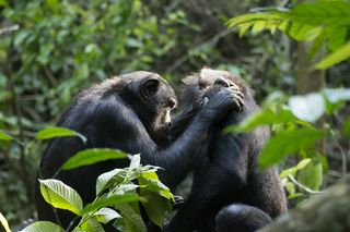 Female bonobo "Fuku" (17 years old) grooming "Hoshi" (female: 32 years old).