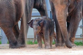 baby Asain elephant