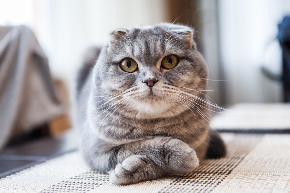 A cute Scottish Fold cat.