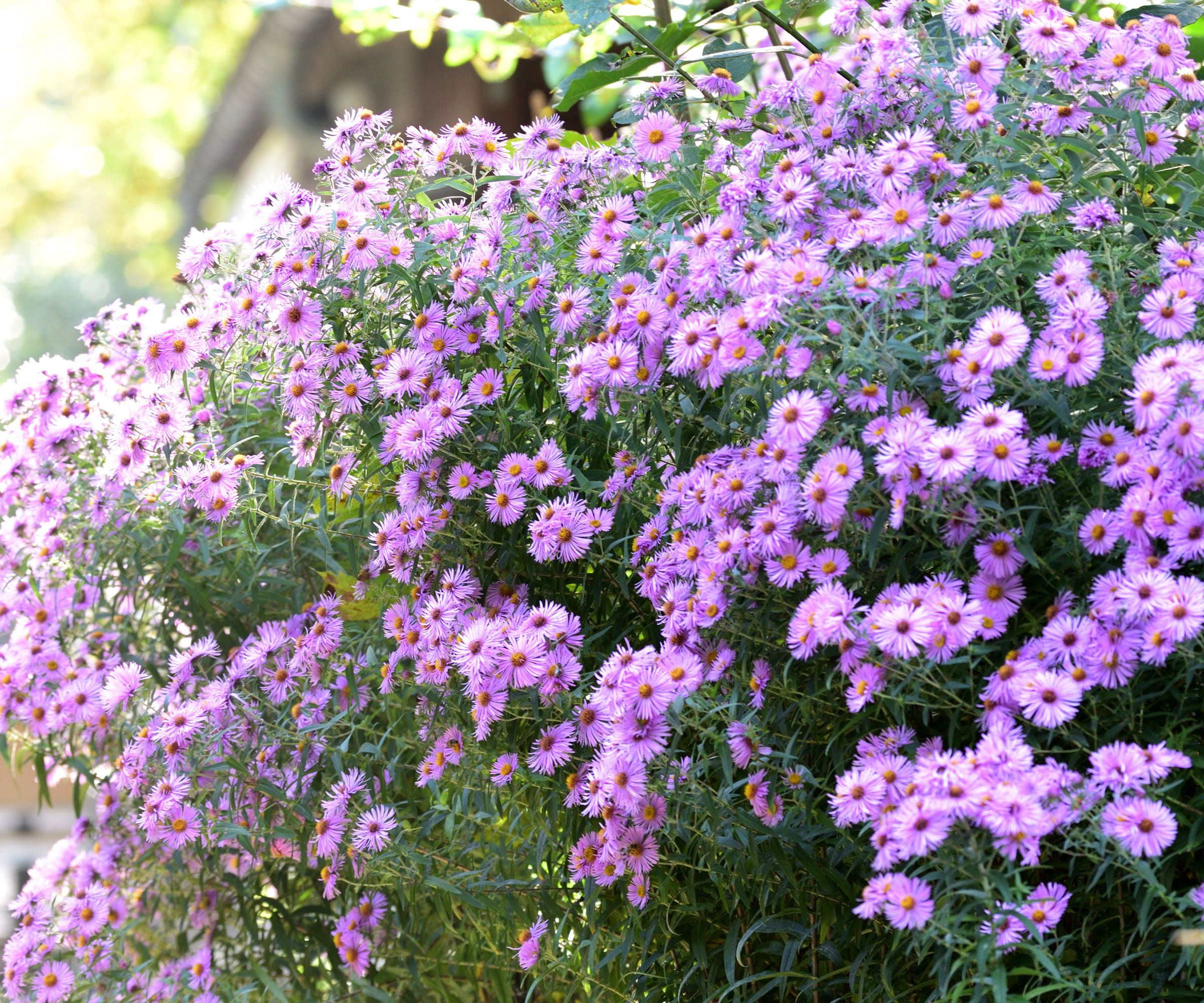 large clumps of aster plants with purple flowers