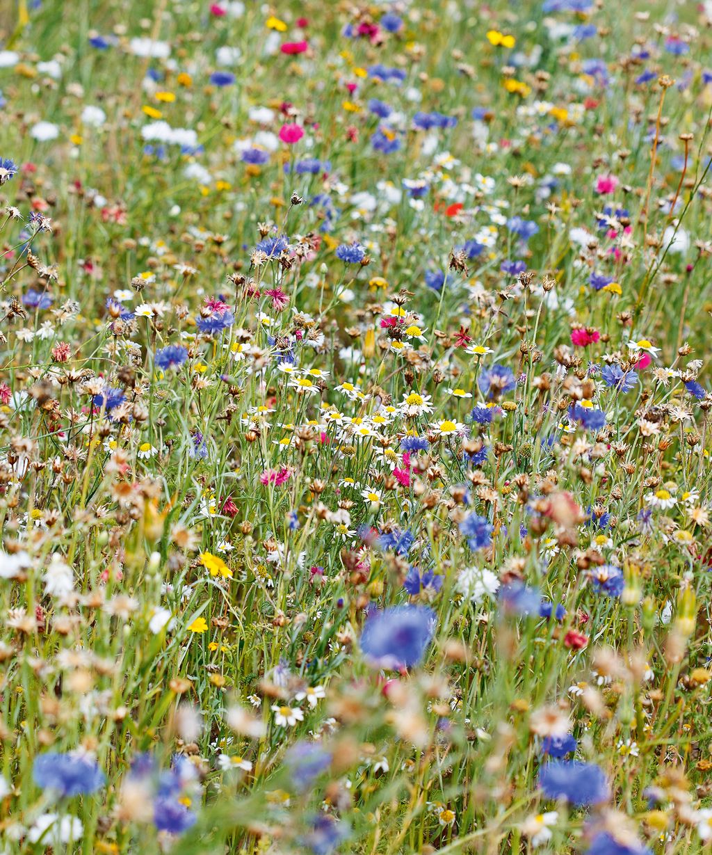 Monty Don's Weeding Tip - Get Rid Of Garden Weeds For Good With His Top ...