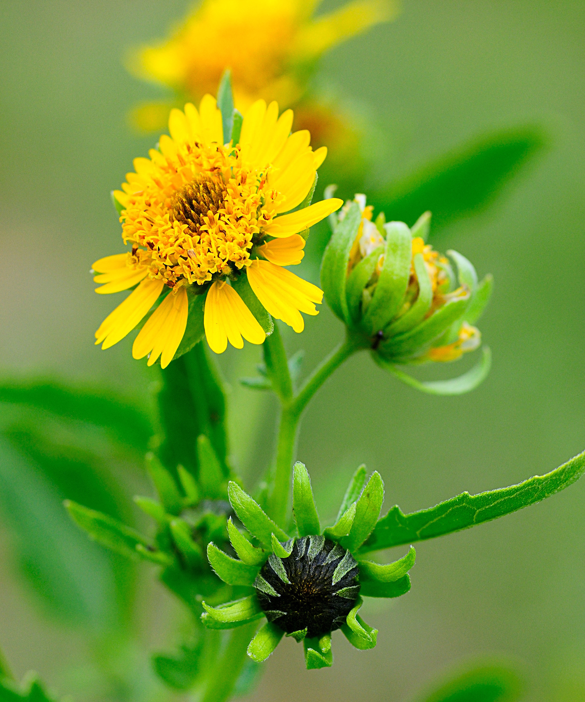 Golden Crownbeard blooming flower along with a bud