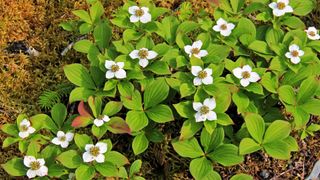 Bunchberry Dogwood Ground Cover