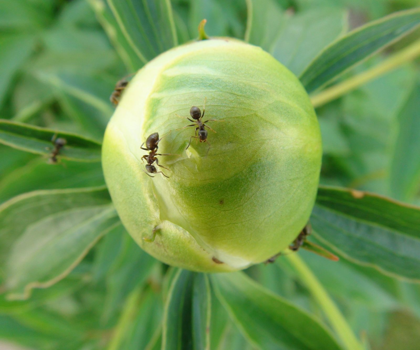 Do peonies attract ants? Why these insects love peony buds Homes