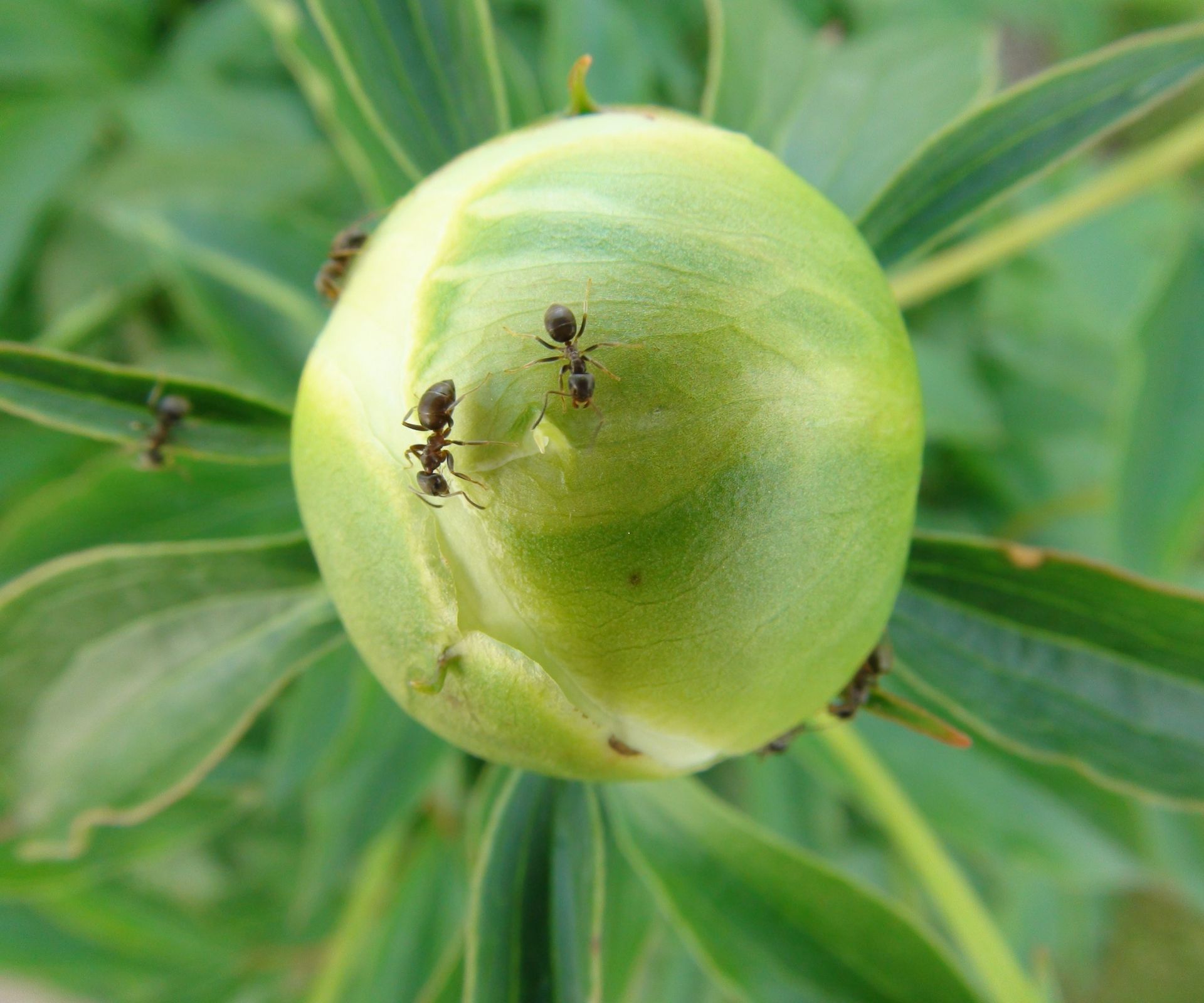 Do peonies attract ants? Why these insects love peony buds Homes