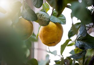 Quince fruit