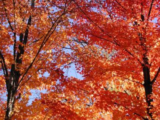 fall foliage, leaf peepers, fall color, fall colors, fall leaves, changing leaves, hurricane irene, autumn leaves, hurricane irene and fall color, trees, new england fall, autumn