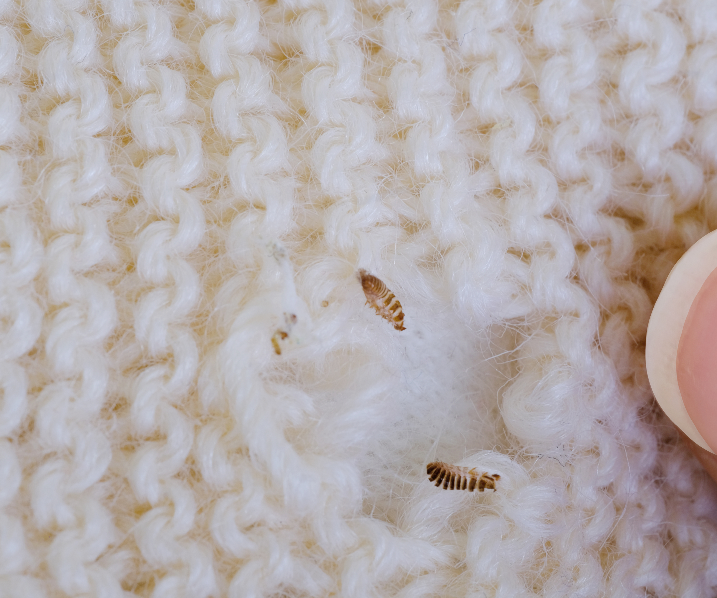 Moth larvae on white knit